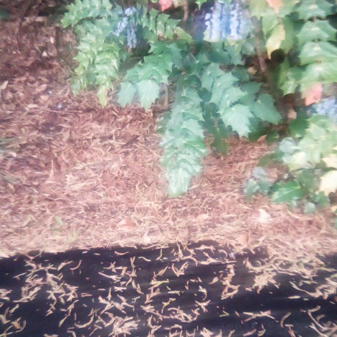 Photo of the plant species Beale's Mahonia by @CaringOrchid66 named Keanu Leaves on Greg, the plant care app