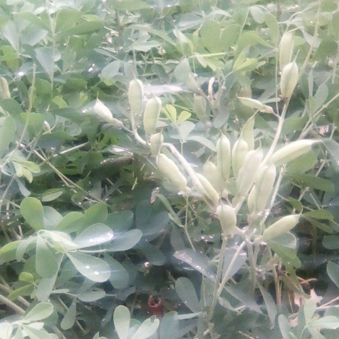 Photo of the plant species Baptisia Australis by @CaringOrchid66 named Dax on Greg, the plant care app