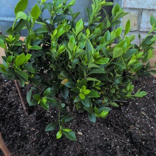 Photo of the plant species Gardenia by @ReveredTule65 named Gerdie on Greg, the plant care app