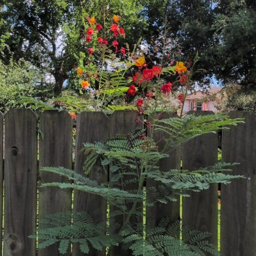 Photo of the plant species Caesalpinia Pulcherrima by @ReveredTule65 named Miley on Greg, the plant care app