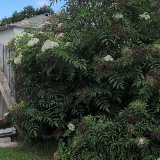 Photo of the plant species American Black Elderberry by @ReveredTule65 named Hamilton on Greg, the plant care app