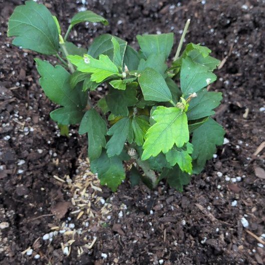Photo of the plant species Korean Hibiscus by @ReveredTule65 named Xena on Greg, the plant care app