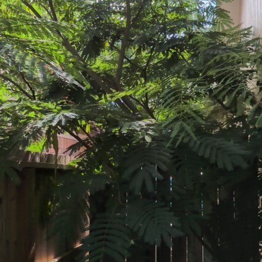 Photo of the plant species Silk Tree by @ReveredTule65 named Sherlock on Greg, the plant care app