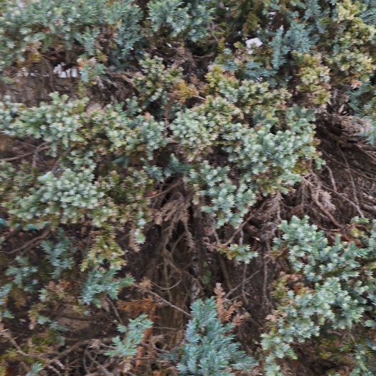 Photo of the plant species Blue Star Juniper by @izzyandsugar named Fernie Saunders on Greg, the plant care app