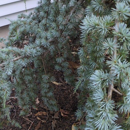 Photo of the plant species Atlas Cedar by @izzyandsugar named Daphne on Greg, the plant care app