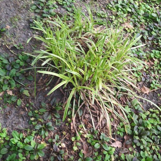 Photo of the plant species Big Blue Lilyturf by @izzyandsugar named Ulysses S Plant on Greg, the plant care app