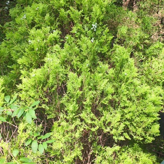Photo of the plant species Savin Juniper by @izzyandsugar named Denali on Greg, the plant care app