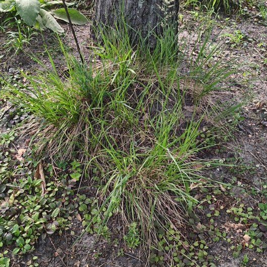 Photo of the plant species Cogon Grass by @izzyandsugar named Remington on Greg, the plant care app