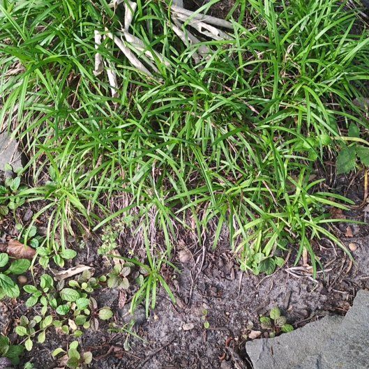 Photo of the plant species Big Blue Lilyturf by @izzyandsugar named Foxxy on Greg, the plant care app