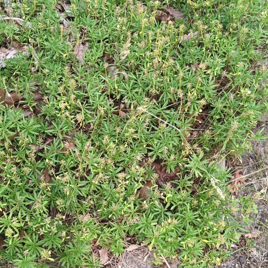 Photo of the plant species Galium Odoratum by @izzyandsugar named Fernie Mercury on Greg, the plant care app