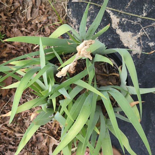 Photo of the plant species Blackberry Lily by @izzyandsugar named Treeyoncé on Greg, the plant care app
