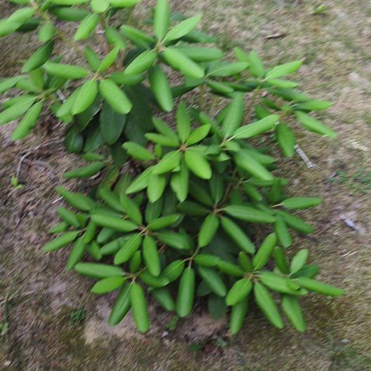 Photo of the plant species Catawba Rhododendron by @izzyandsugar named Baesil on Greg, the plant care app