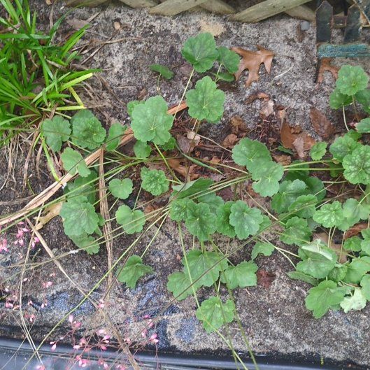 Photo of the plant species Coral Bells by @izzyandsugar named Spike Leaves on Greg, the plant care app