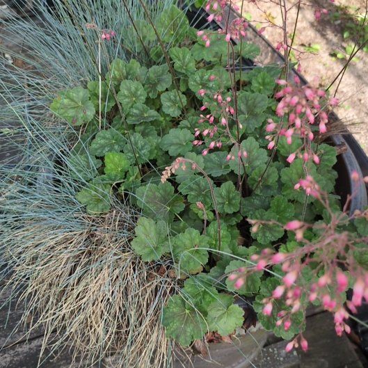 Photo of the plant species Coral Bells by @izzyandsugar named Michelle Branch on Greg, the plant care app