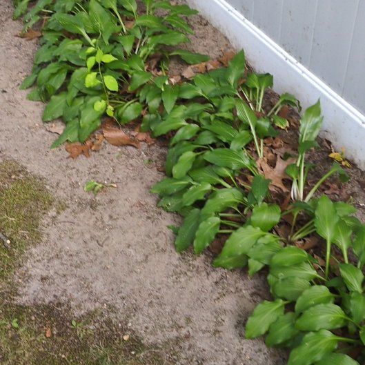 Photo of the plant species Ramsons by @izzyandsugar named Nemo on Greg, the plant care app