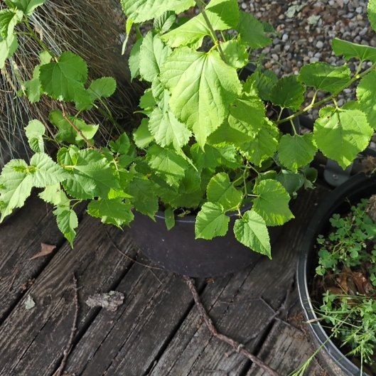 Photo of the plant species False Grape by @izzyandsugar named Onion on Greg, the plant care app