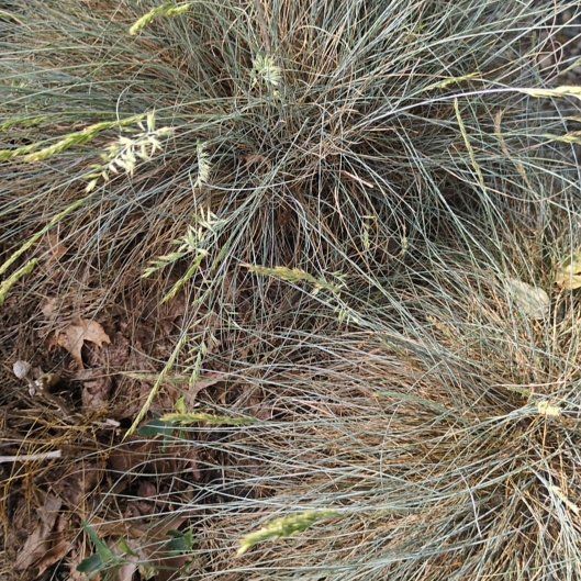 Photo of the plant species Hard Rush by @izzyandsugar named Chive on Greg, the plant care app
