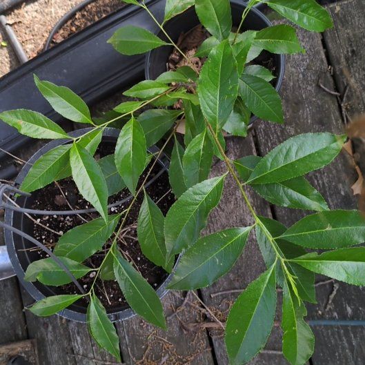Photo of the plant species Pussy Willow by @izzyandsugar named Miley on Greg, the plant care app
