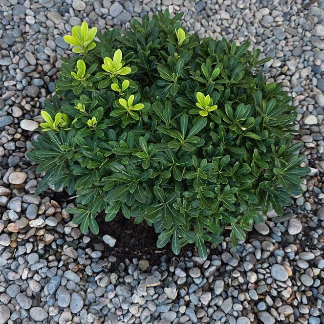 Photo of the plant species Pittosporum 'Wheeler's Dwarf' by @SlickChollipo24 named Marley on Greg, the plant care app