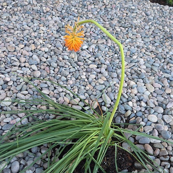 Photo of the plant species Red Hot Poker by @SlickChollipo24 named Bieber on Greg, the plant care app