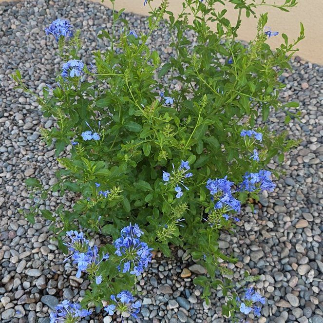 Photo of the plant species Blue Plumbago by @SlickChollipo24 named Anne on Greg, the plant care app