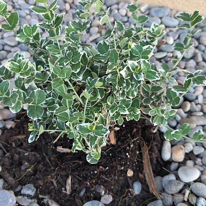 Photo of the plant species Emerald Gaiety Euonymus by @SlickChollipo24 named Terra on Greg, the plant care app