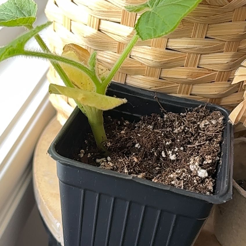 Photo of the plant species Summer Squash by @FreshTexasash27 named Messi on Greg, the plant care app