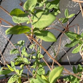 Photo of the plant species Coral Honeysuckle by @AdeptFuscia94 named Foxxy on Greg, the plant care app