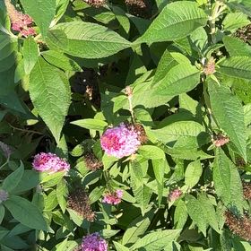 Photo of the plant species Japanese Meadowsweet by @AdeptFuscia94 named Kardashian on Greg, the plant care app
