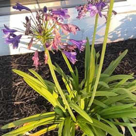 Photo of the plant species Blue Lily by @AdeptFuscia94 named Hamilton on Greg, the plant care app