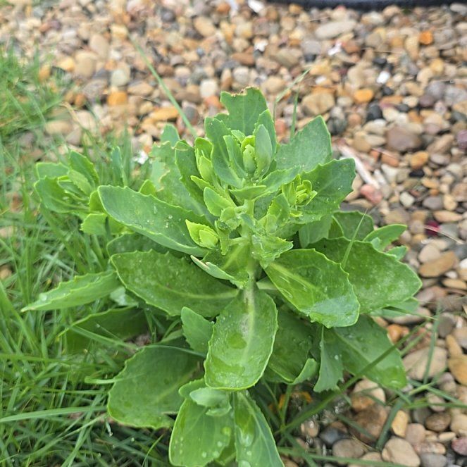 Photo of the plant species Witch's Moneybags by @WinMullein27 named Orlando Bloom on Greg, the plant care app
