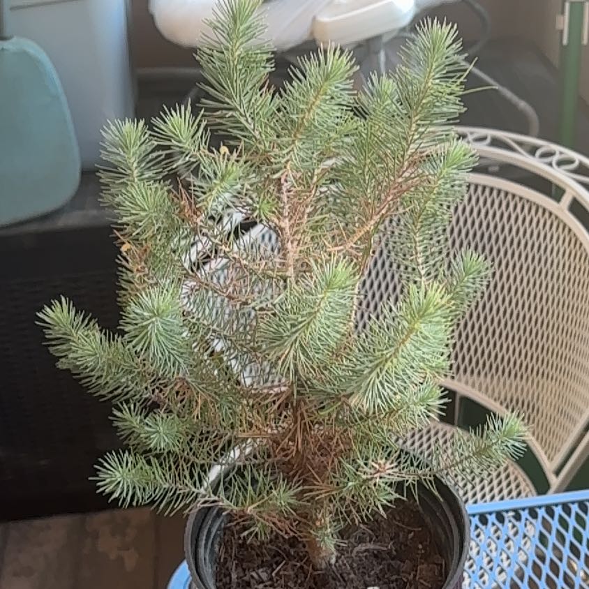 Photo of the plant species Blue Spruce by @KindCactus79 named Aria on Greg, the plant care app