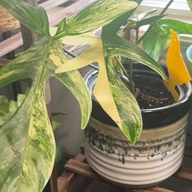 Photo of the plant species Philodendron 'Florida Beauty' by @HipBilberry97 named Kardashian on Greg, the plant care app