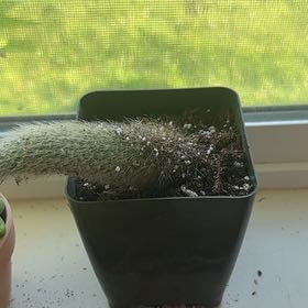 Photo of the plant species Monkey Tail Cactus by @HipBilberry97 named Miley on Greg, the plant care app