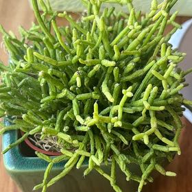 Photo of the plant species Rhipsalis baccifera by @HipBilberry97 named Curie on Greg, the plant care app