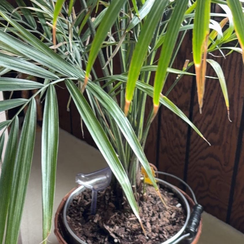 Photo of the plant species Maiden Grass by @ComradeColeus69 named Curie on Greg, the plant care app