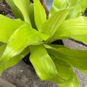 Photo of the plant species Poisonbulb by @ComradeColeus69 named Fernie Saunders on Greg, the plant care app