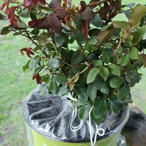 Photo of the plant species Pink Double Knock Out Rose by @ChampChaya74 named Rainier on Greg, the plant care app