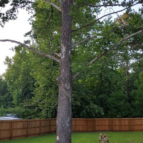 Photo of the plant species American Sycamore by @ChampChaya74 named Nemo on Greg, the plant care app