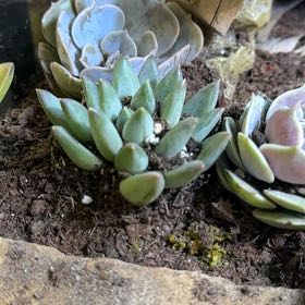 Photo of the plant species Dudleya Greenei by @BuffCaraway54 named Rihanna on Greg, the plant care app
