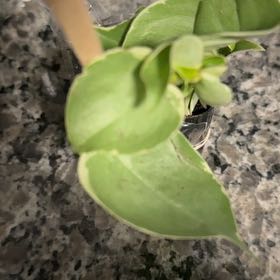 Photo of the plant species Dalmatian Toadflax by @YoungKawaka51 named Gomez on Greg, the plant care app