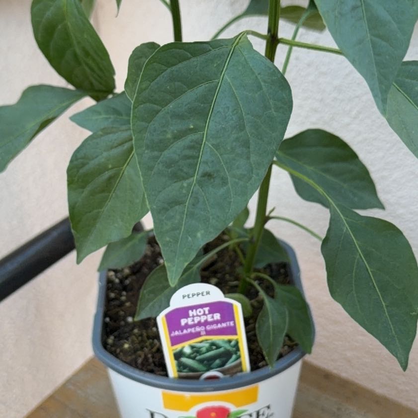 Photo of the plant species Jalapeno Gigante Pepper by @ClubbyFuchsia66 named Bigleef Smalls on Greg, the plant care app