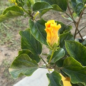 Photo of the plant species Sunset Hibiscus by @SageBrooklime18 named Tuna on Greg, the plant care app