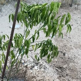 Photo of the plant species Mandarin orange by @WiseTarbush41 named Mollie on Greg, the plant care app