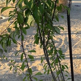 Photo of the plant species American Plum by @WiseTarbush41 named Zion on Greg, the plant care app