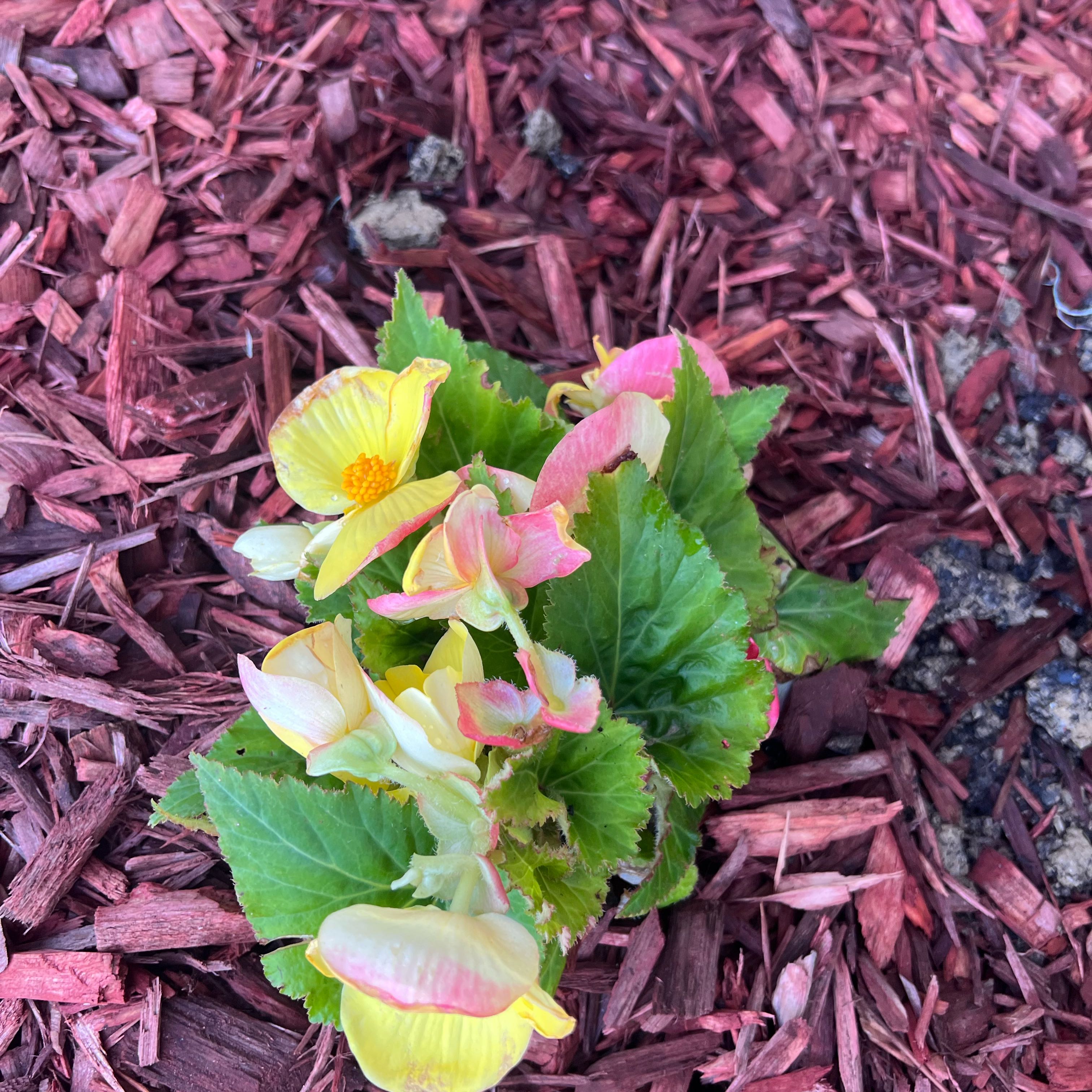 Photo of the plant species Common Primrose by @AceMizuna10 named Maya on Greg, the plant care app