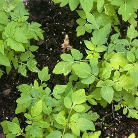 Photo of the plant species Potato by @AvidGabisan66 named Coco on Greg, the plant care app