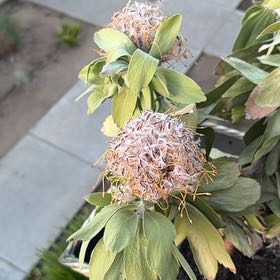 Photo of the plant species Red Pincushion-Protea by @ExactOlneya91 named Elina on Greg, the plant care app