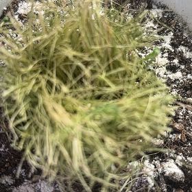 Photo of the plant species Drooping Brome by @SweetChichipe23 named Harry on Greg, the plant care app