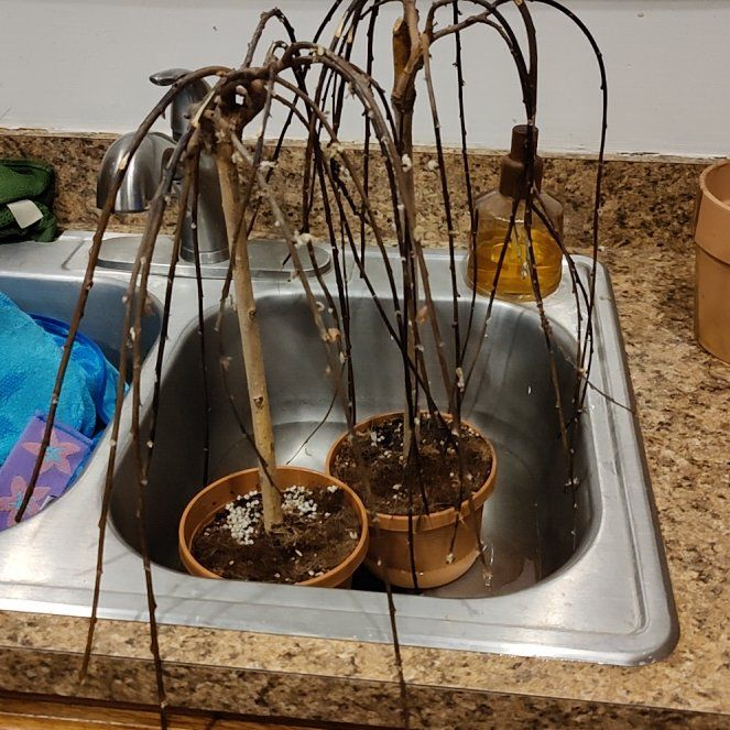Photo of the plant species Pussy Willow by @plantislife named Gregarious on Greg, the plant care app
